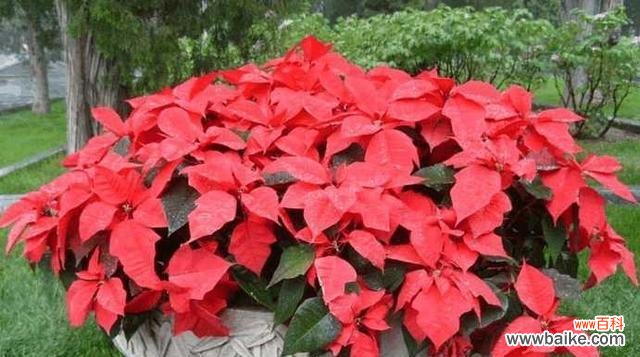 美丽的百合花 和平象征的植物