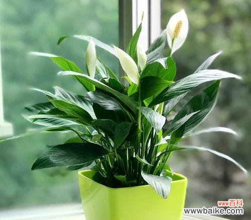 旺运好运随你来-探寻植物中的幸运之道 招财转运的植物之道