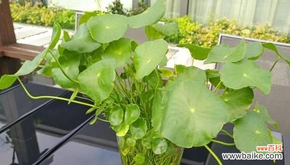 旺运好运随你来-探寻植物中的幸运之道 招财转运的植物之道