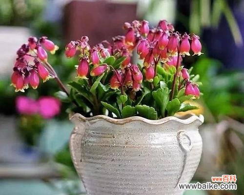 探索自然中的幸运之源 植物与好运的奇妙联结