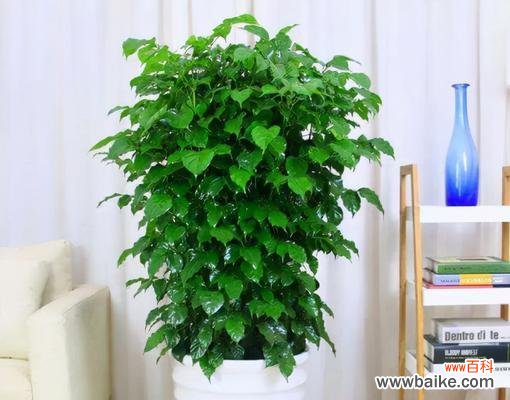 探索自然中的幸运之源 植物与好运的奇妙联结