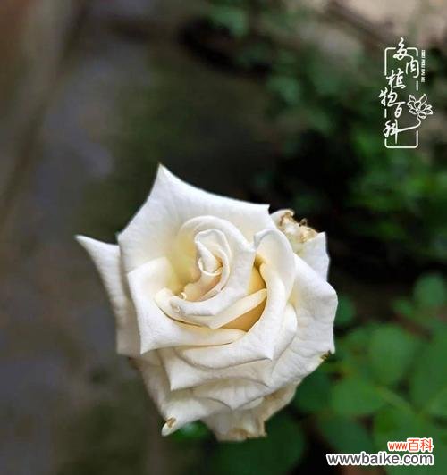 探索孤独的植物世界 孤独之花