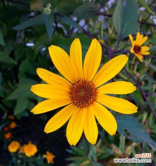 逆境中的力量和美丽 坚强勇敢独立的花——一朵盛开在逆境中的蔷薇