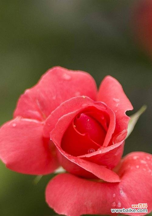 逆境中的力量和美丽 坚强勇敢独立的花——一朵盛开在逆境中的蔷薇