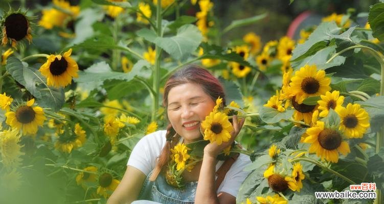 逆境中的力量和美丽 坚强勇敢独立的花——一朵盛开在逆境中的蔷薇