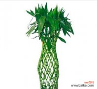 探索宝塔富贵竹的三层寓意及其 宝塔富贵竹