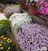 夏菊在北京的生长环境与文化内涵 北京夏菊花语