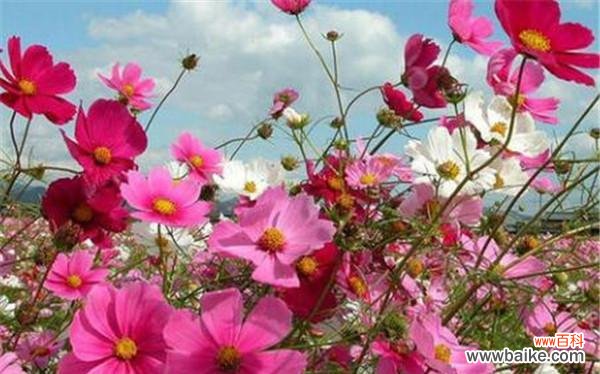 花卉中的庄重与高尚美丽 波斯菊花的寓意与故事