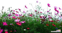 花卉中的庄重与高尚美丽 波斯菊花的寓意与故事