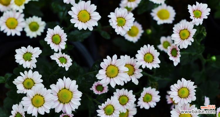 花开花谢 菊花花语