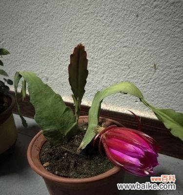 昙花种类及其象征意义 昙花,妖娆芬芳的奇迹