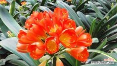 传承百年的君子兰花 君子兰花的象征意义及传承