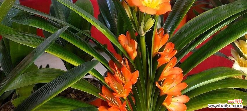 君子兰的花期及其所代表的不同寓意 以君子兰花语花期探秘——从花期变化看君子兰的生命之美