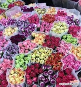 探寻康乃馨花的浪漫情感世界 康乃馨花的含义与象征