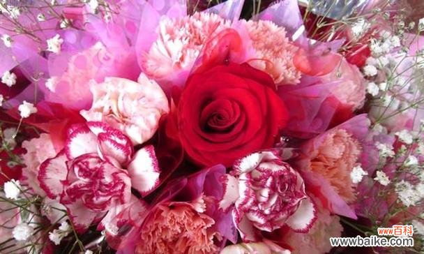 探寻康乃馨花在不同文化中的意义与表达方式 康乃馨花的象征意义及文化传承