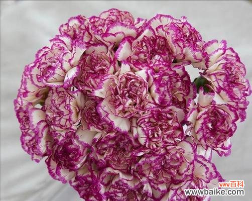 探索康乃馨花卉的内涵与象征 康乃馨花卉的象征意义