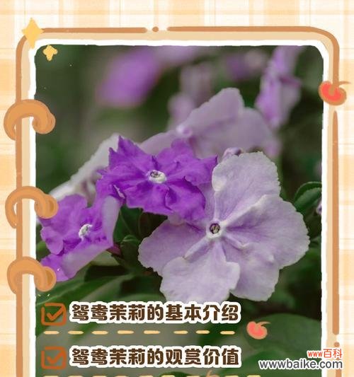 以观赏植物为主题的室内装饰方法 室内装饰的绿色生活之道