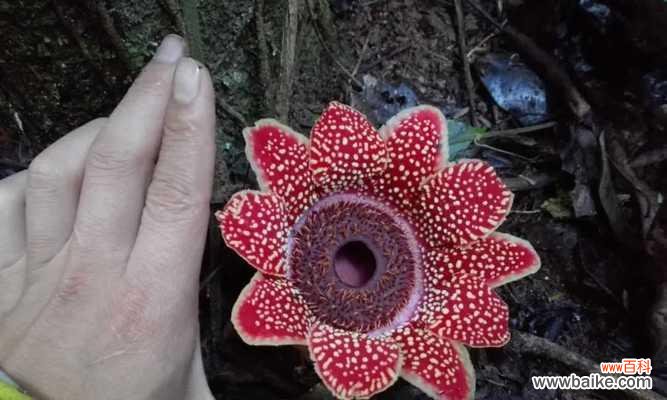 植物界的雄性化身 男人的象征植物——探寻男性气质中的自然力量