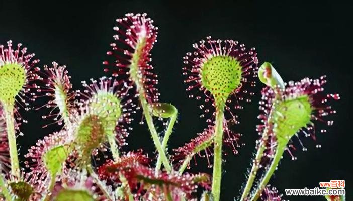 植物界的雄性化身 男人的象征植物——探寻男性气质中的自然力量