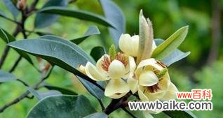 植物界的雄性化身 男人的象征植物——探寻男性气质中的自然力量