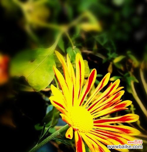 探索植物世界中的母爱之美 以象征母爱的植物为主题的文章