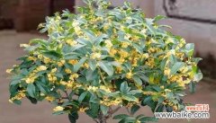 以植物为主题的美好象征 美丽花草的象征与意义