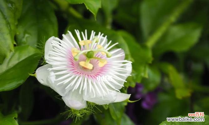以植物为主题的美好象征 美丽花草的象征与意义