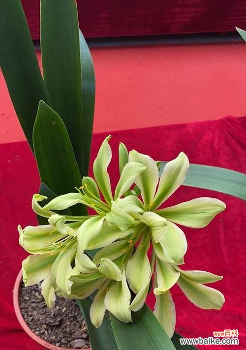 品格高尚的自然化身——与君子为伍 象征君子的植物