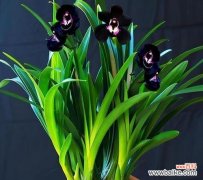 品格高尚的自然化身——与君子为伍 象征君子的植物