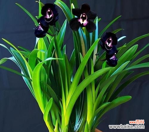 品格高尚的自然化身——与君子为伍 象征君子的植物