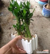 追寻春天的足迹 象征节节高升的植物