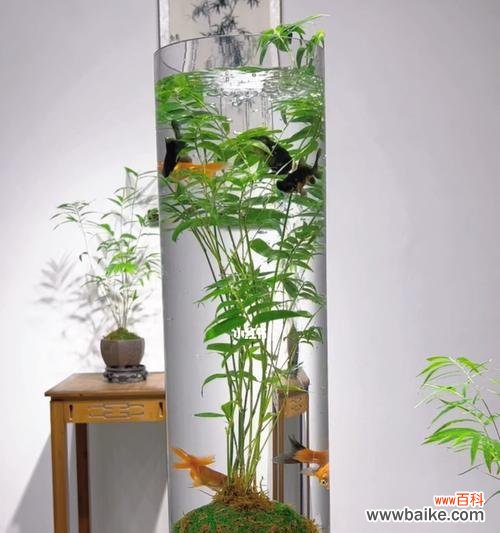 追寻春天的足迹 象征节节高升的植物