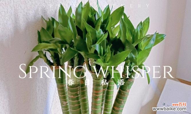 追寻春天的足迹 象征节节高升的植物