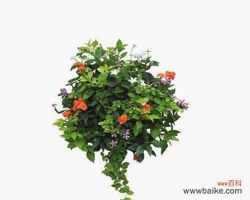 探索自然界的绿色力量 绿色环保的植物