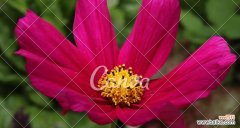 探索自然界的绿色力量 绿色环保的植物