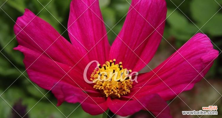 探索自然界的绿色力量 绿色环保的植物