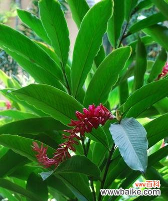 探索自然界的绿色力量 绿色环保的植物