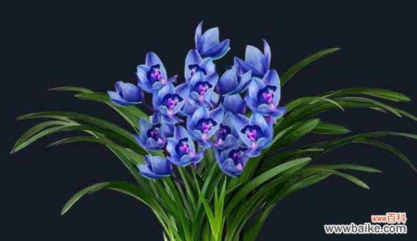 揭示品德高尚的花草 清廉之花——探索象征清廉的植物世界