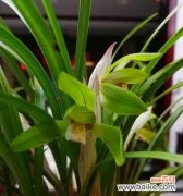 探寻植物世界中象征亲情的瑰宝 植物中的亲情力量