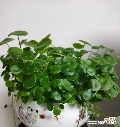 以常见植物为主题的启示录 平凡之美