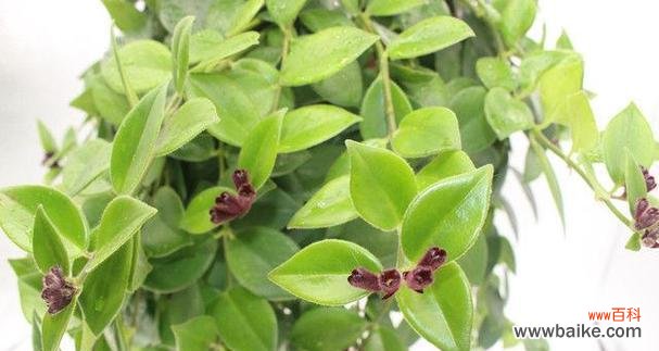 以植物为媒介 女性力量