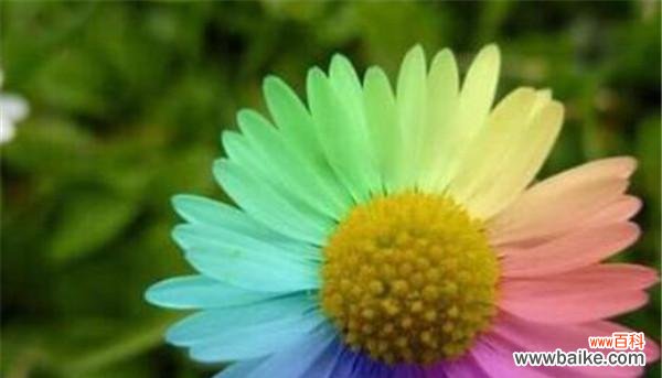 以植物为媒介 女性力量