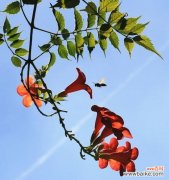 以象征努力向上的植物为主题的探索与启示 植物的努力向上