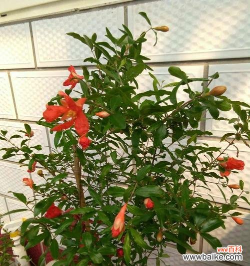 探寻植物世界中象征生生不息的奇妙力量 植物的生生不息之旅