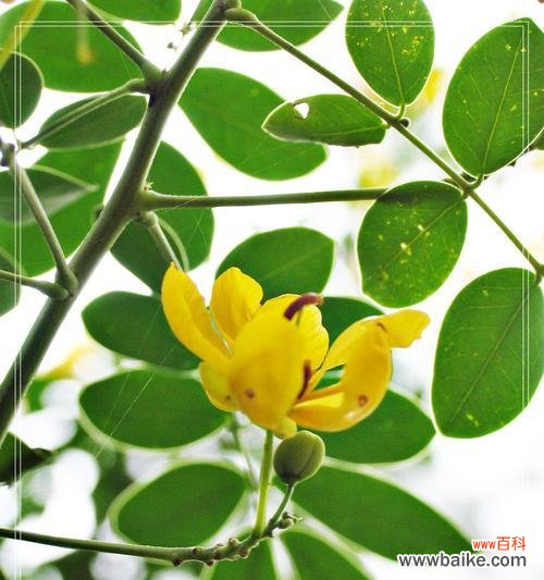 探索大自然中最坚韧的生灵——植物 生命之花