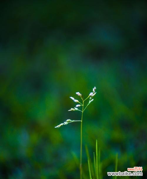 以象征生命和希望的植物为主题的探索 植物的生命和希望