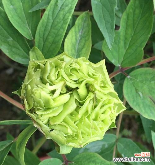 以象征生命和希望的植物为主题的探索 植物的生命和希望