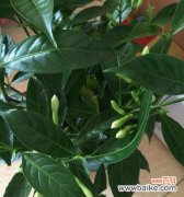 探索植物界中那些以舍己为人的英雄 植物中的舍己精神