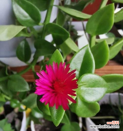 揭示宽叶吊兰的神秘之美 宽叶吊兰的花语与寓意