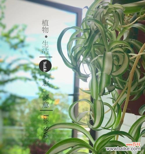 揭示宽叶吊兰的神秘之美 宽叶吊兰的花语与寓意